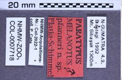 Etikette zu Melanotus pfanneri (Platia & Schimmel, 2001) (NHMW-ZOO-COL-0007718)